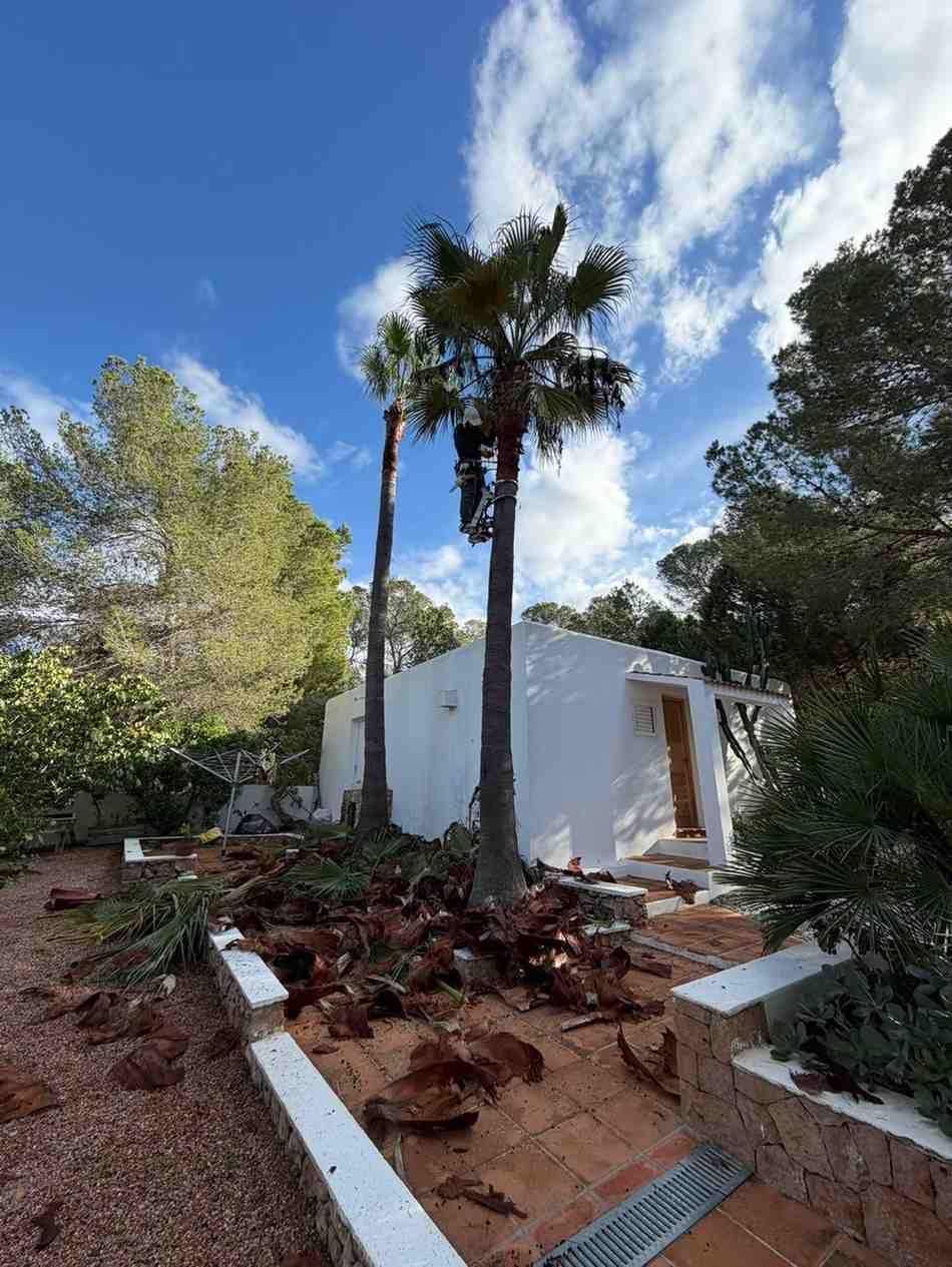 Edificio blanco con dos palmeras, camino de ladrillo y hojas de palma caídas bajo un cielo azul.