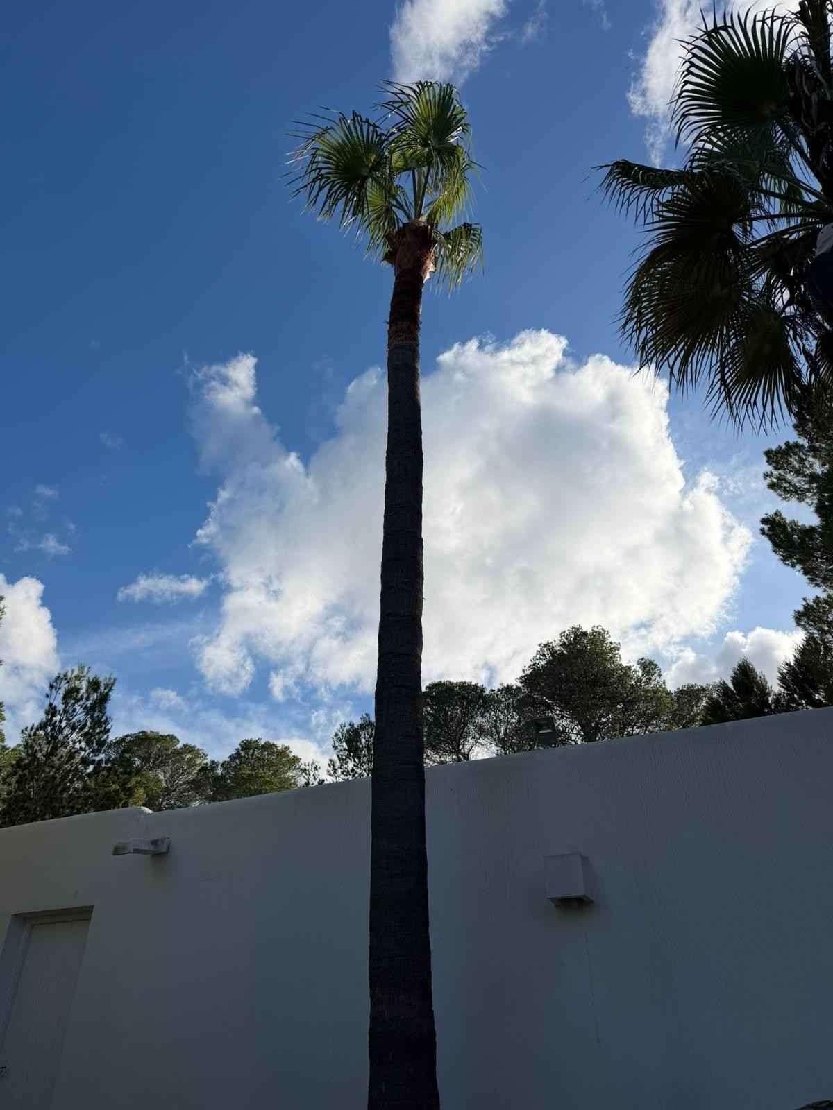 Palmera alta contra un cielo azul con nubes blancas, al lado de un edificio blanco y otros árboles.