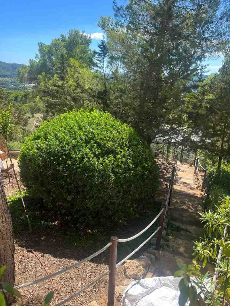 Arbusto verde y redondeado al lado de un camino descendente con barrera de cuerda, con vista a los árboles y al paisaje.