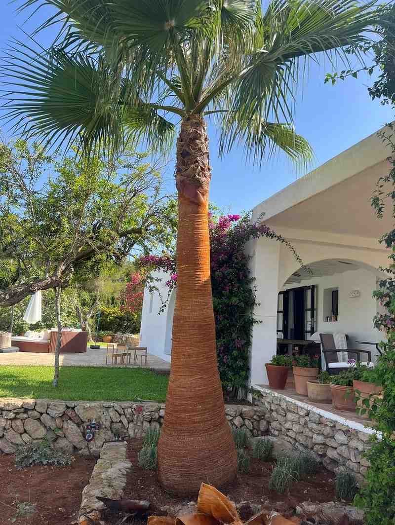 Palmera alta frente a una casa blanca con porche, día soleado.