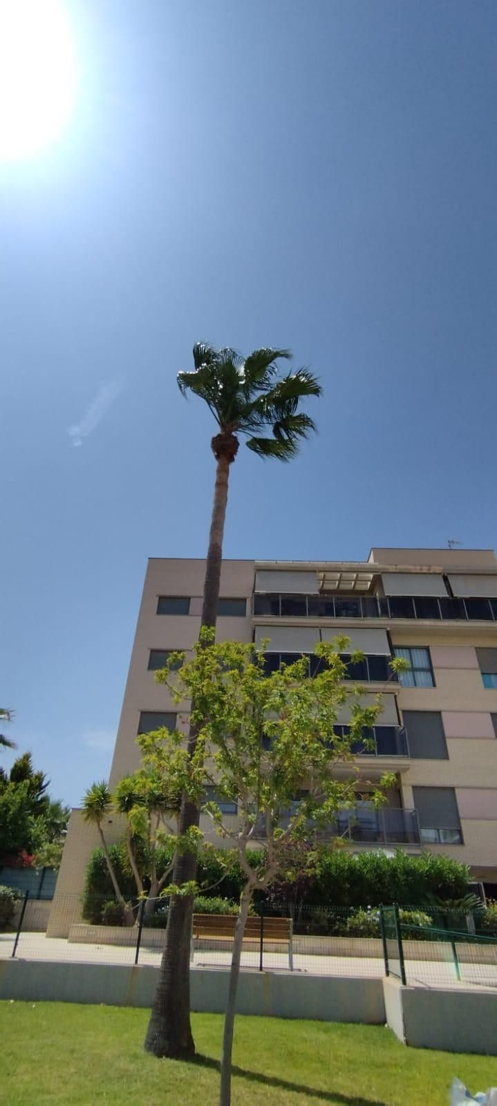 Una palmera alta y un árbol más pequeño frente a un edificio en un día soleado.