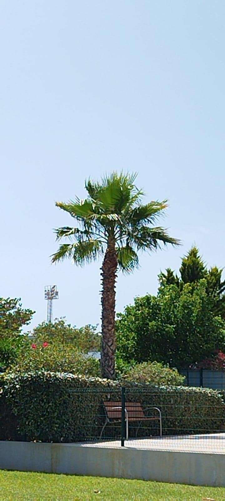 Una palmera alta contra un cielo azul claro, con follaje verde y un banco debajo.
