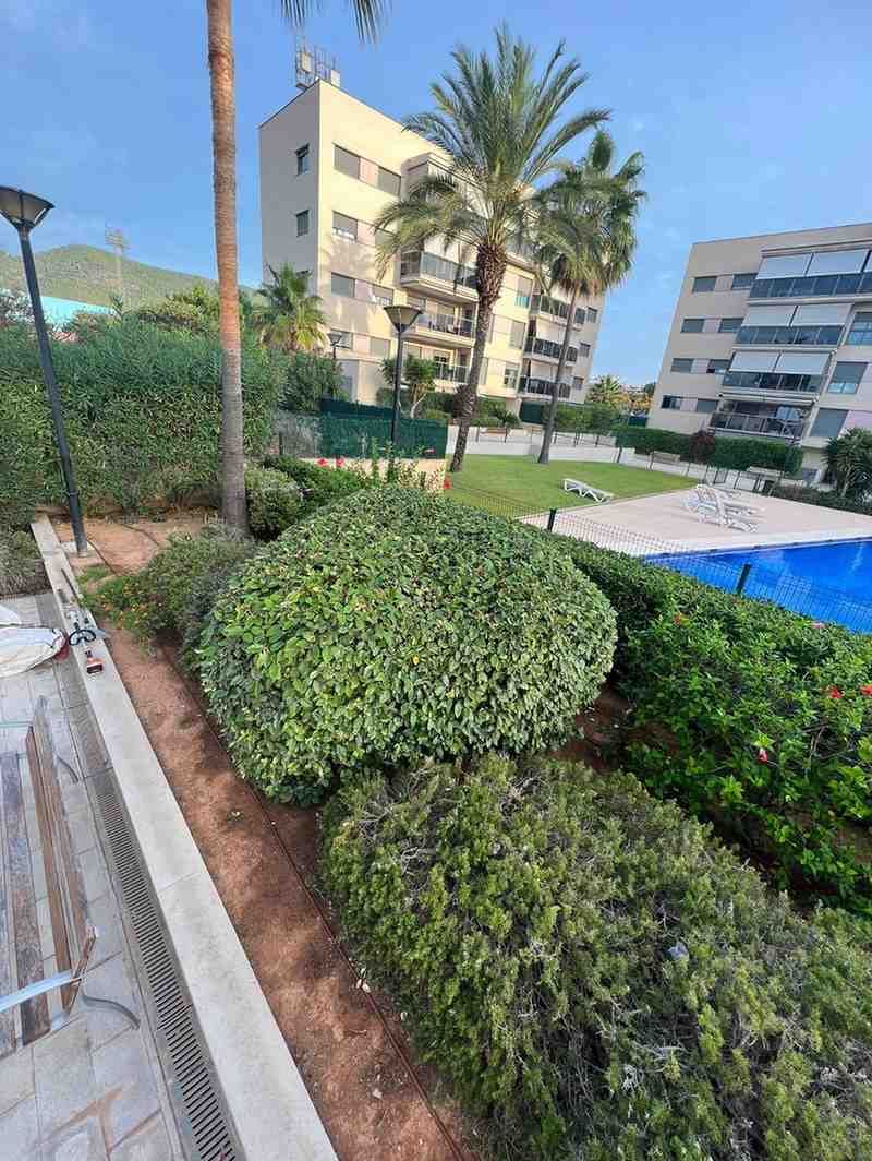 Exuberantes arbustos verdes en un jardín con un edificio de varios pisos y palmeras al fondo.