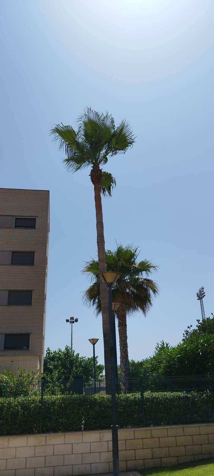 Las palmeras se alzan altas contra un cielo azul claro, al lado de un edificio beige y un seto.