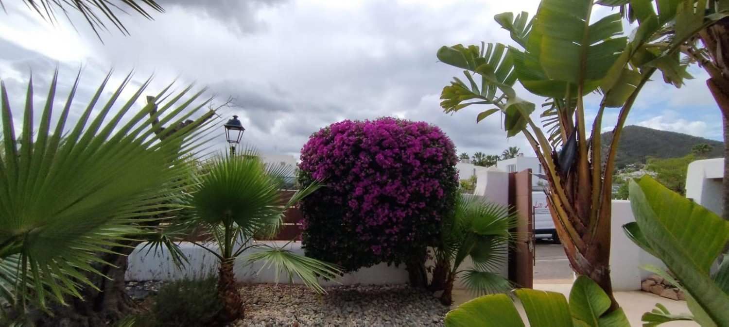 Un exuberante jardín con palmeras y plantas de hojas grandes. 