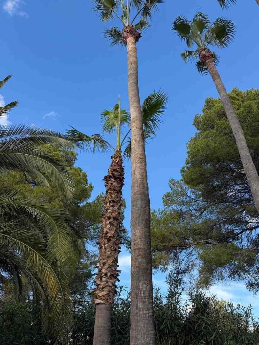 Palmeras con troncos largos y hojas verdes contra un cielo azul.