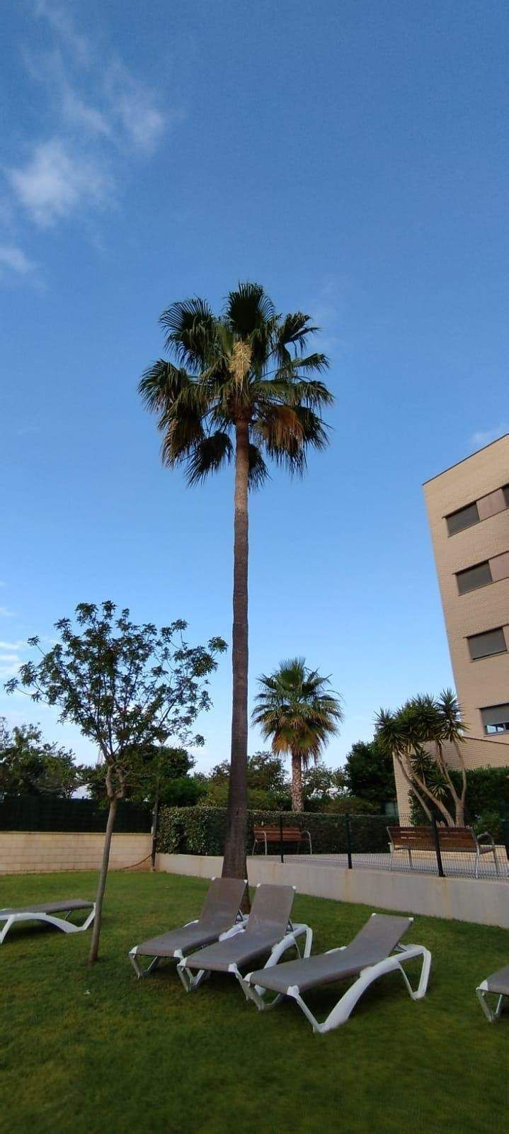 Palmera alta con follaje verde contra un cielo azul, con tumbonas en una zona cubierta de césped.