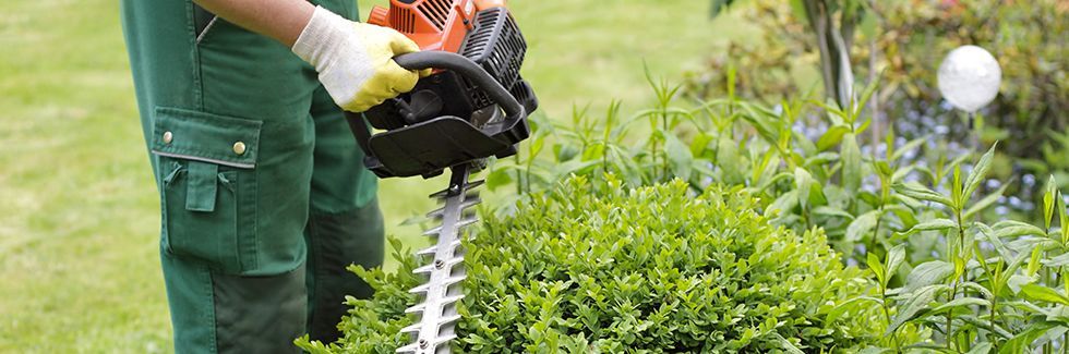 Hecken schneiden - Reinigungen Tschanz