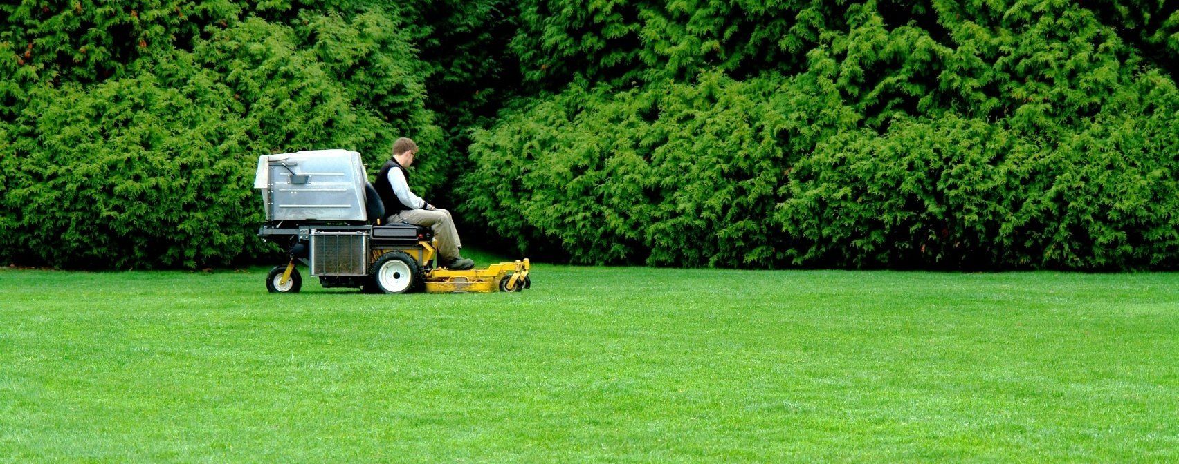 Tonte de pelouse