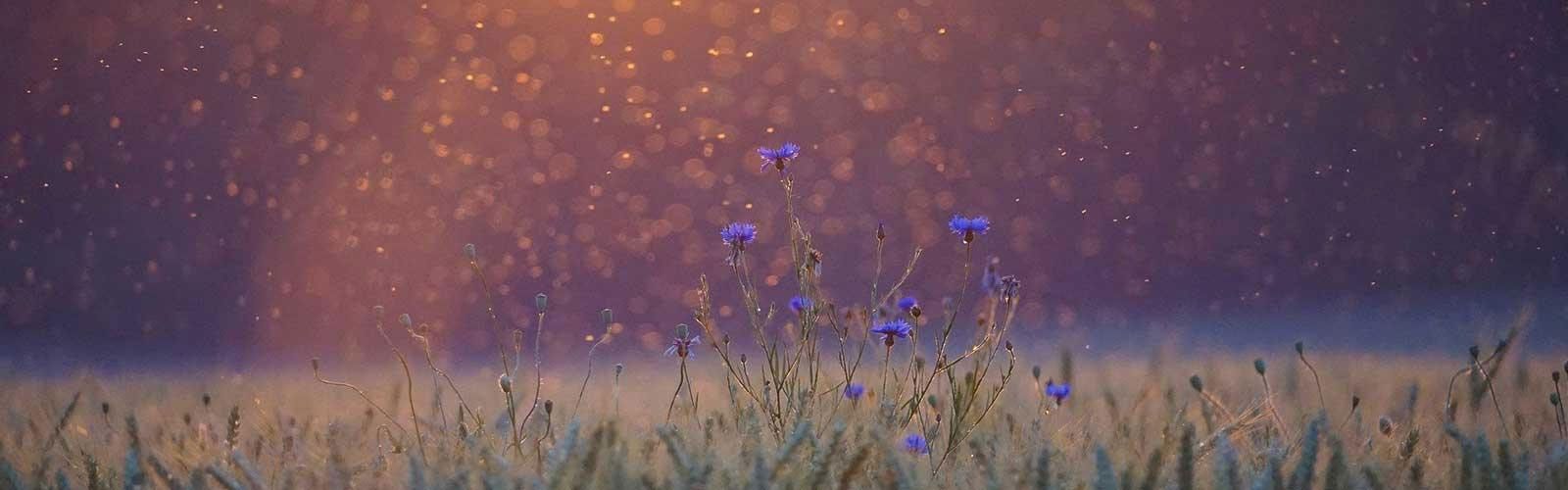 Ein Blumenfeld mit einem violetten Himmel im Hintergrund.