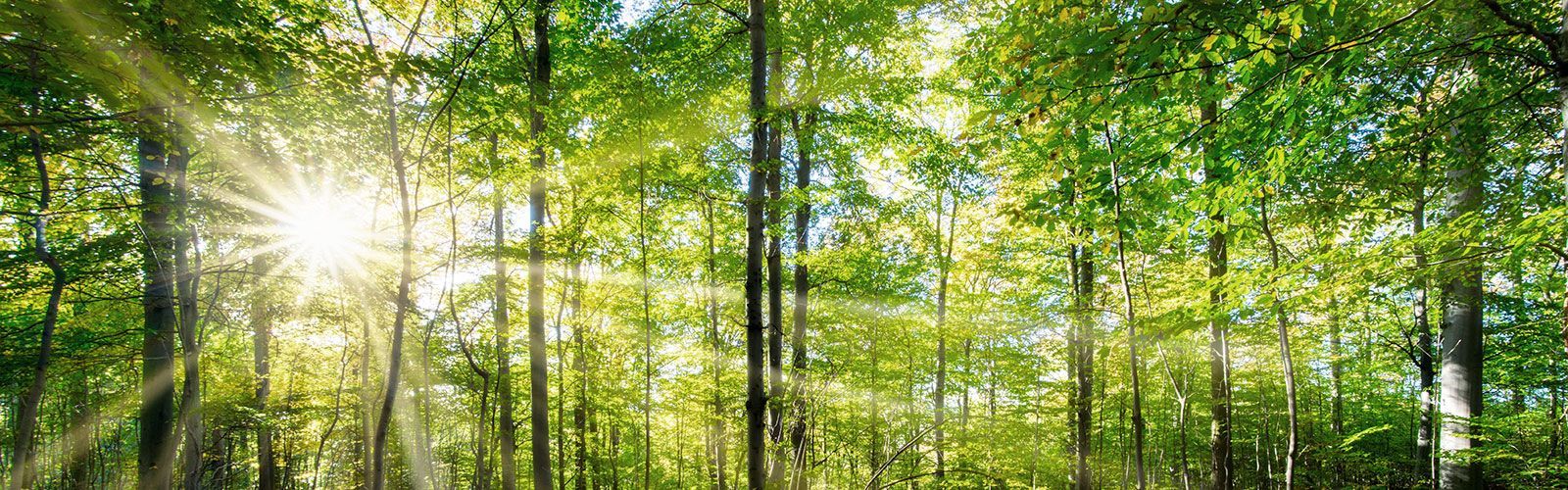 Die Sonne scheint durch die Bäume im Wald.