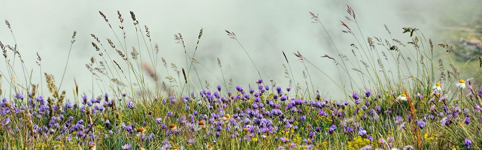 Auf diesem feld gibt es viele verschiedene blumenarten.