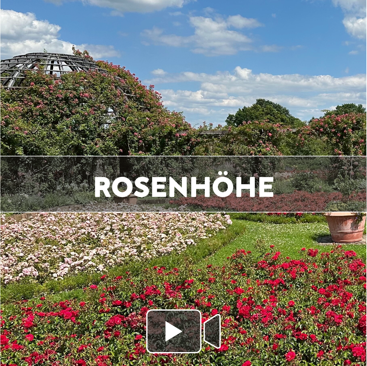 Rosenhöhe