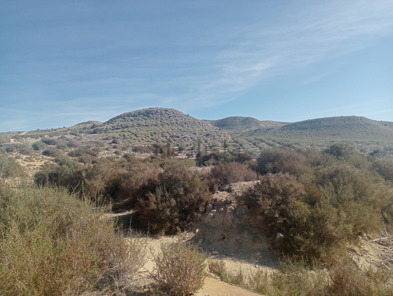 Un paisaje desértico con montañas al fondo y árboles en primer plano.
