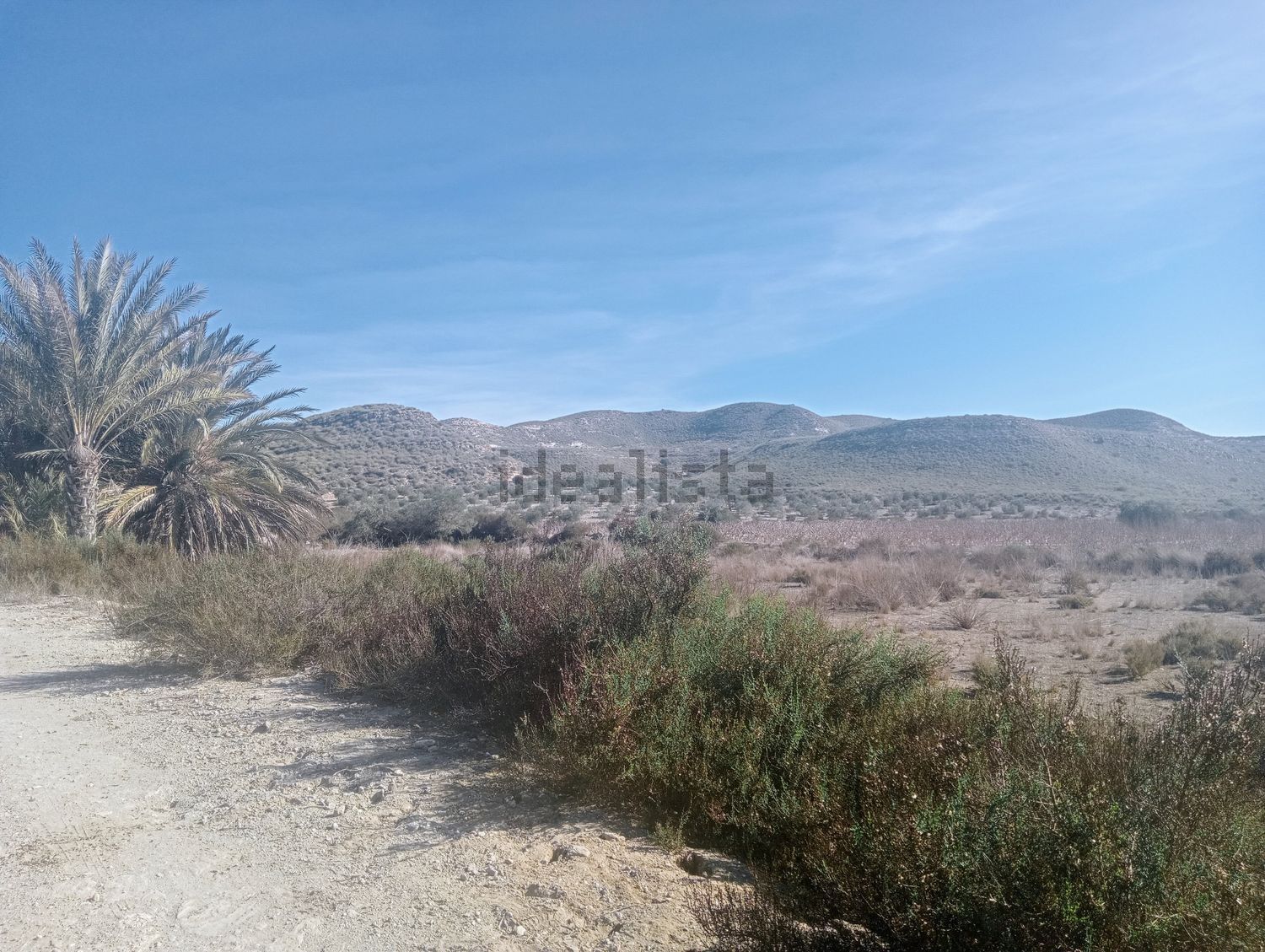 Un camino de tierra en el desierto con palmeras y montañas al fondo.