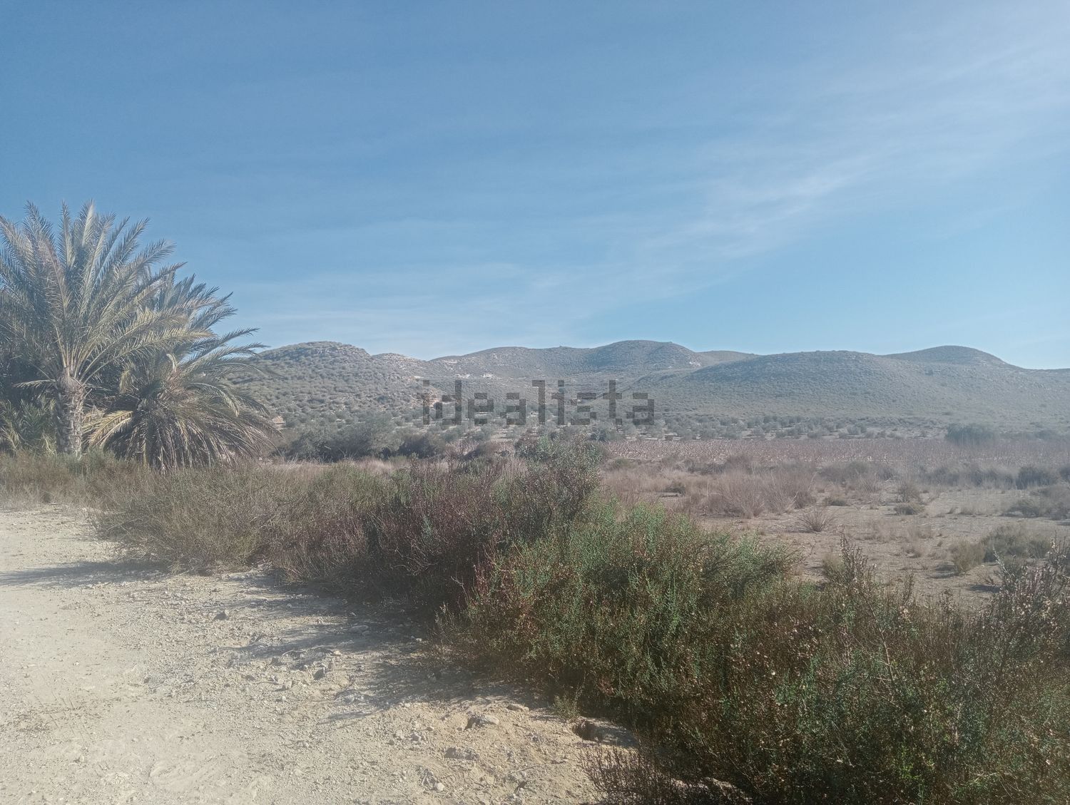 Un camino de tierra en el desierto con palmeras y montañas al fondo.
