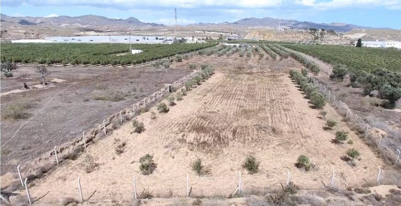 Una vista aérea de una hilera de árboles en un campo.