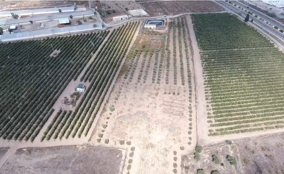 Una vista aérea de una hilera de árboles en un campo.