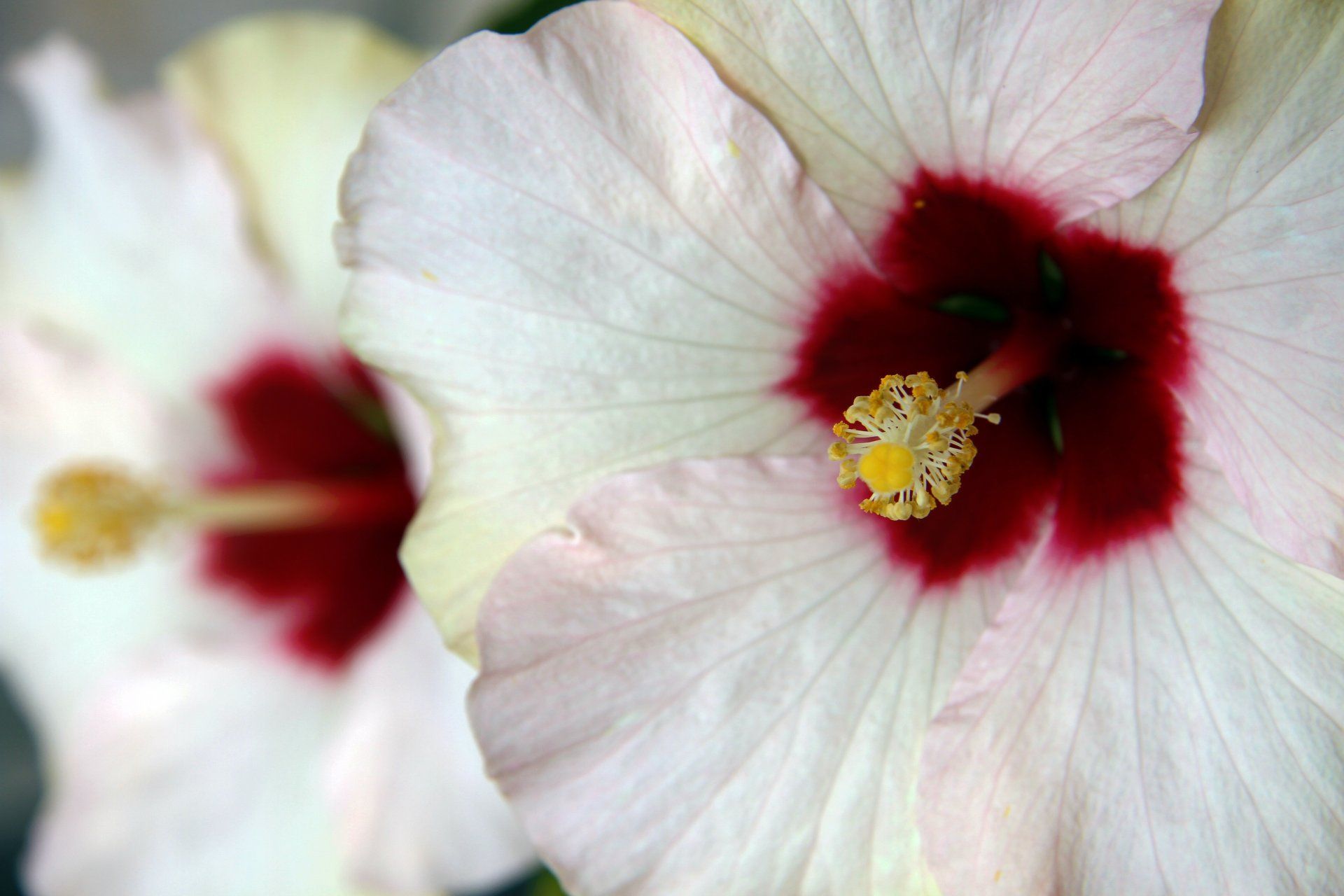 Deux fleurs d'hibiscus blanches avec un centre rouge.