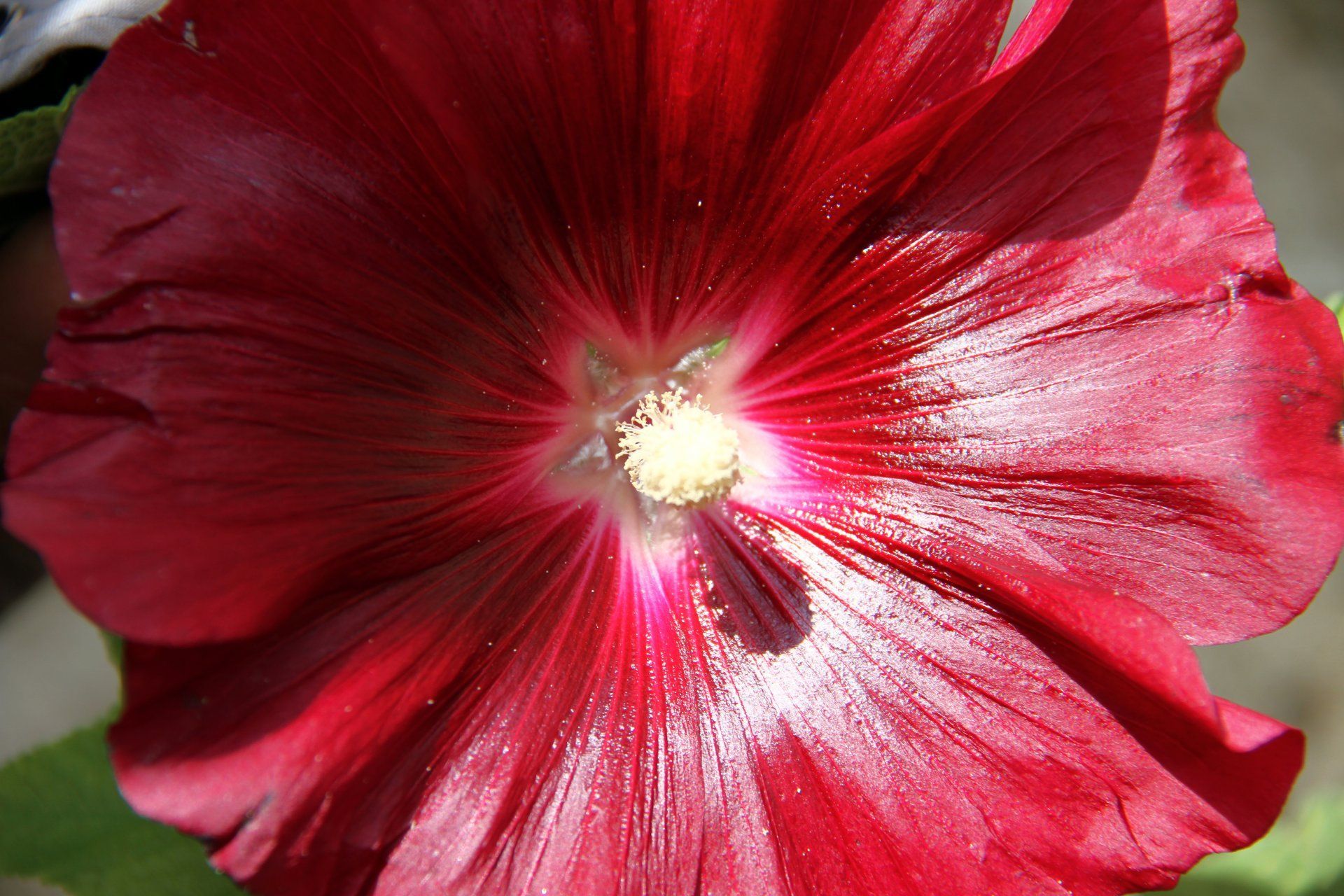 Gros plan d'une fleur de rose trémière rouge foncé avec un centre jaune, des lignes rayonnantes et de la lumière du soleil.