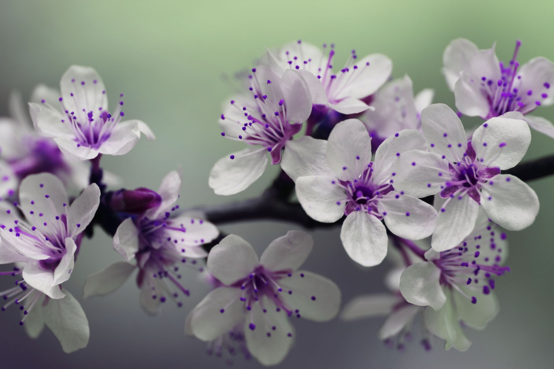Fleurs de cerisier blanches et violettes sur une branche sombre sur un fond vert doux.
