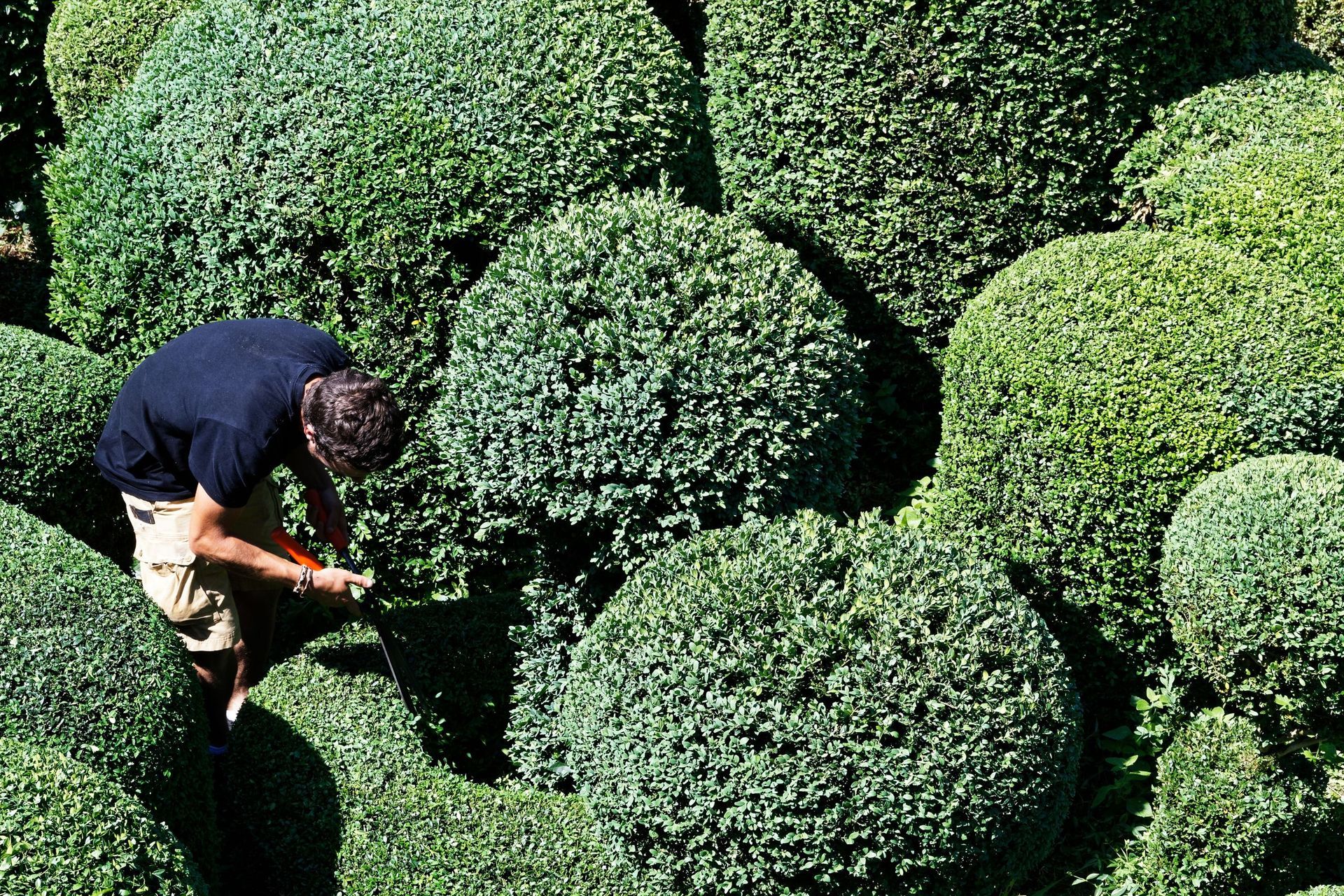 Taille arbustes et entretien de jardins - Jardinage - César Ribeiro
