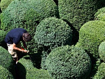 Taille arbustes et entretien de jardins - Jardinage - César Ribeiro