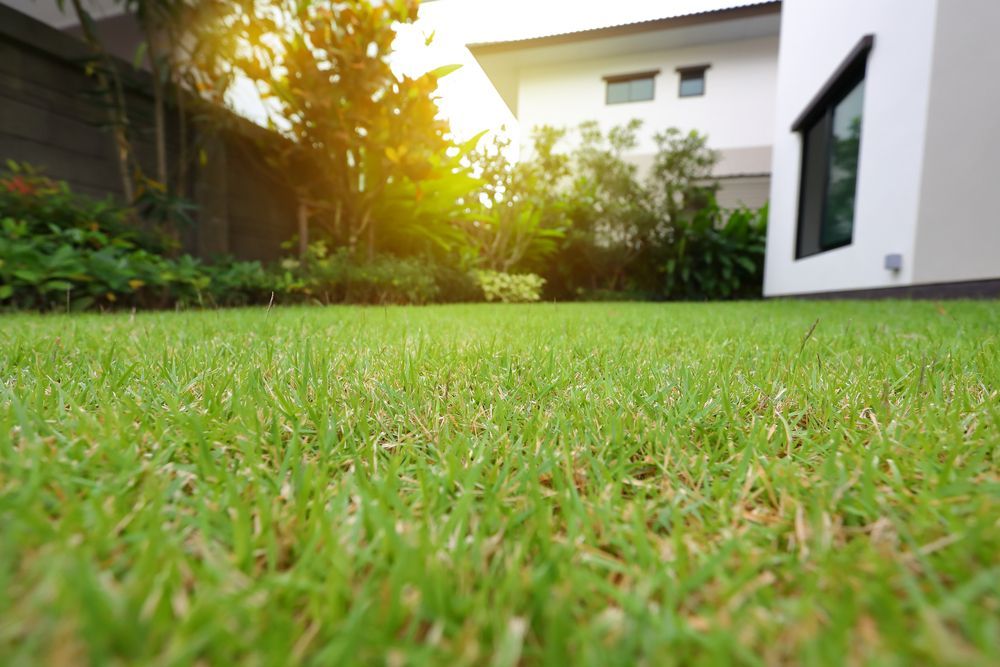 Un primer plano de un exuberante césped verde frente a una casa.
