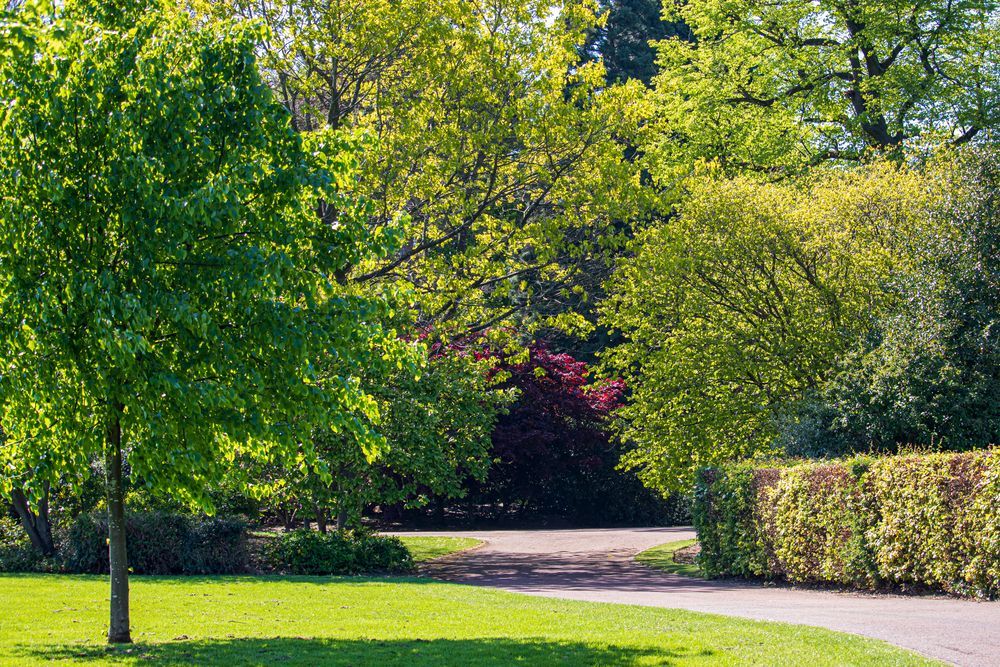 Un exuberante parque verde con árboles, arbustos y un sendero.