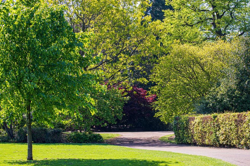 Un exuberante parque verde con árboles, arbustos y un sendero.