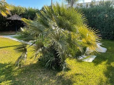 Una palmera crece en medio de un exuberante campo verde.