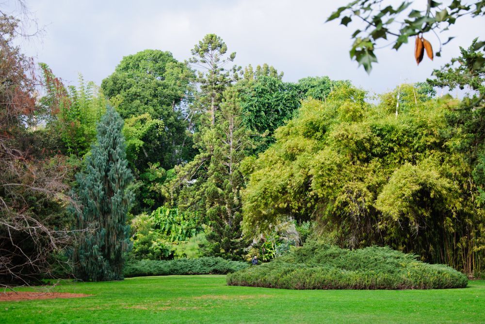 Un parque lleno de árboles y césped en un día nublado.