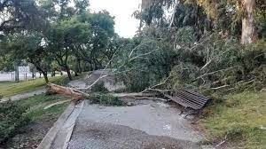 Un árbol ha caído en un camino en un parque.
