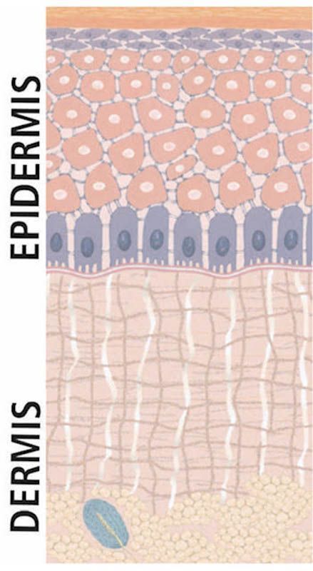 Diamant Mikrodermabrasion - Grafik Dermis Epidermis