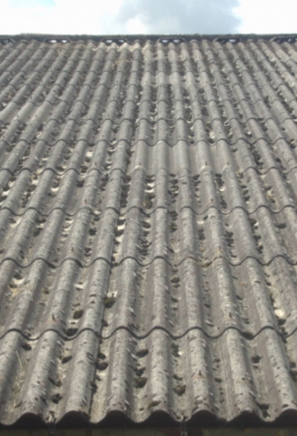 démoussage d'éverites