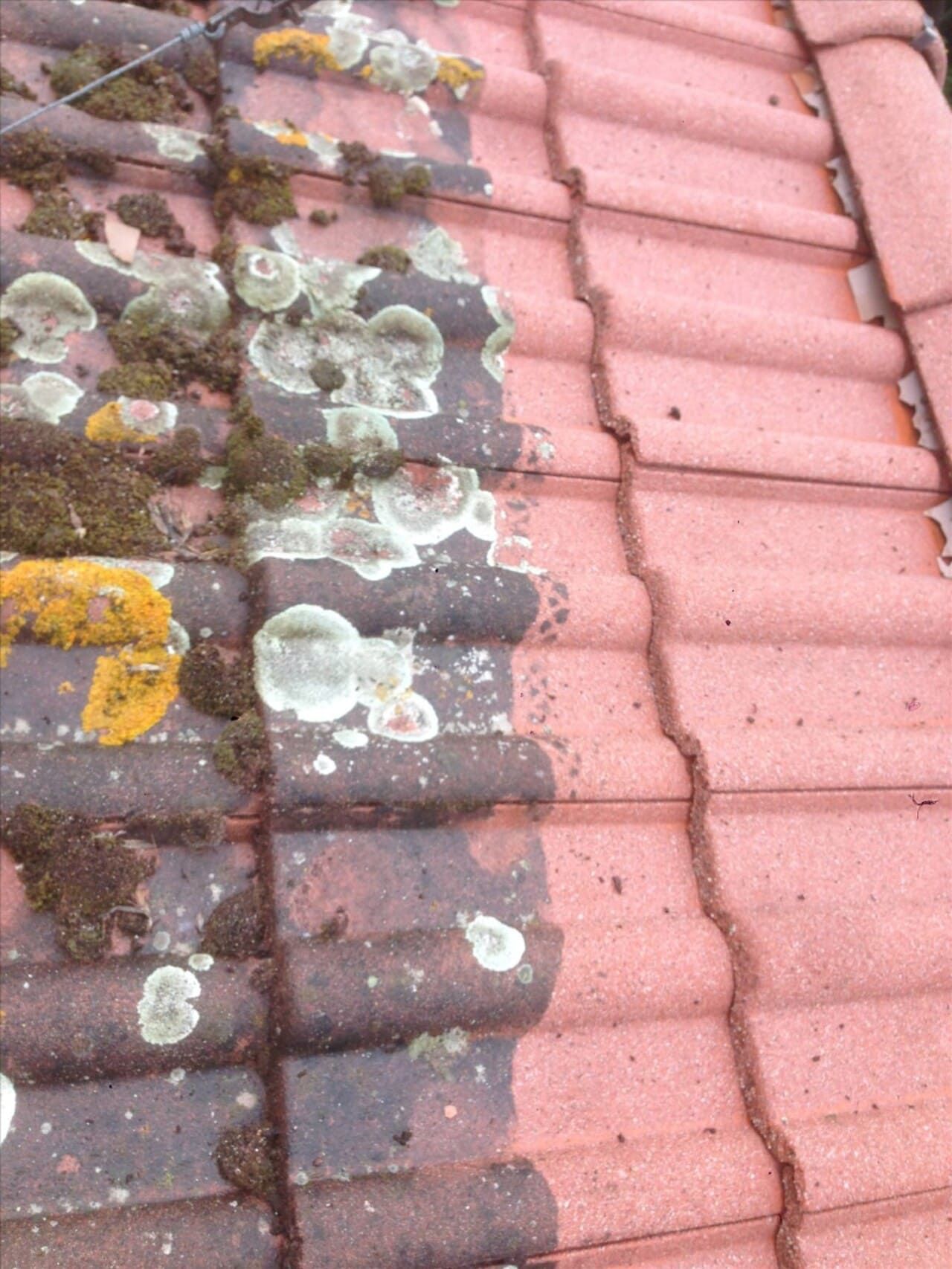 Tuiles à moitié couvertes de mousse et de lichen, à moitié propres