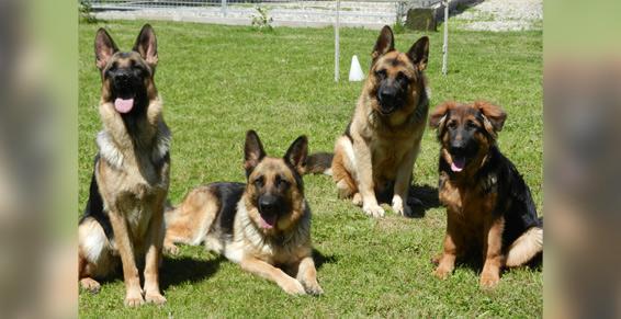 Éducation du jeune chien: Sociabilité et obéissance
