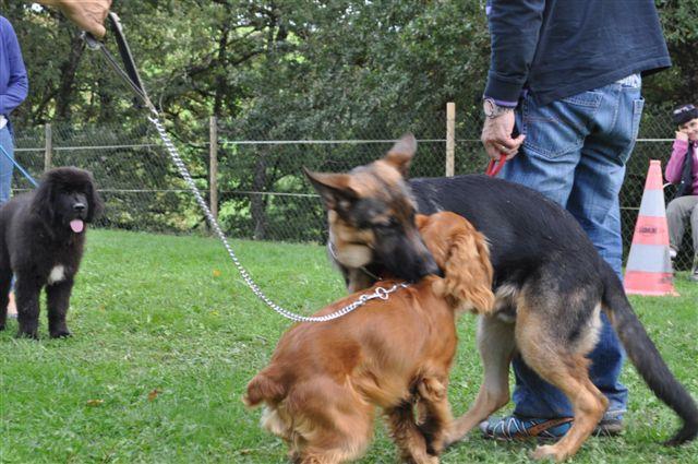 Séance collective: la socialisation chez les chiots de 4 à 6 mois - Dans le Tarn
