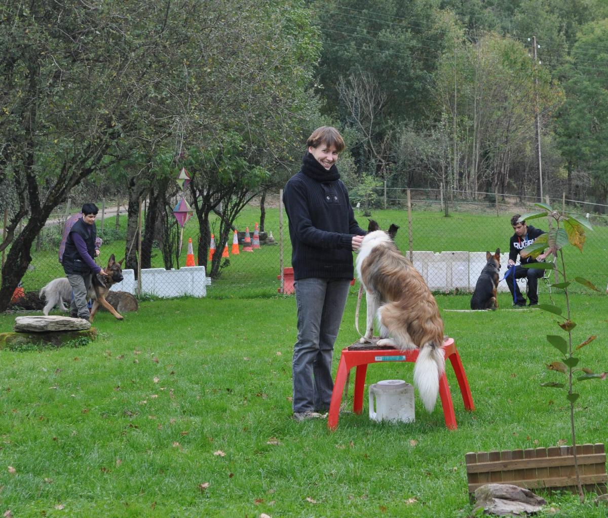 Stage Jeunes chiens; Parcours d'éveil et éducatif