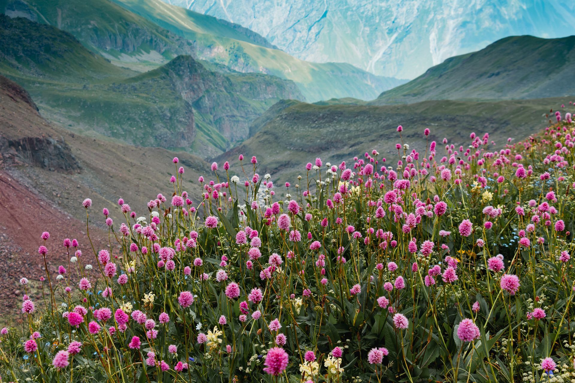 Des fleurs sauvages roses dans une vallée montagneuse verdoyante, au pied de sommets bleus brumeux.