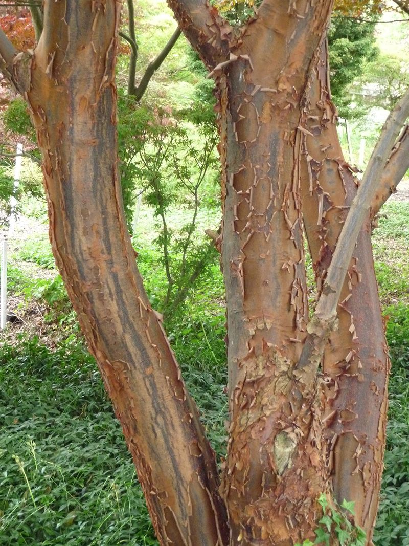 Acer Griseum