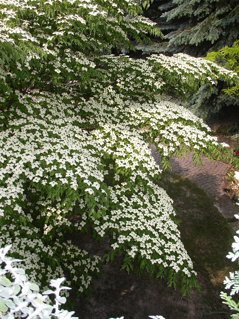 Cornus