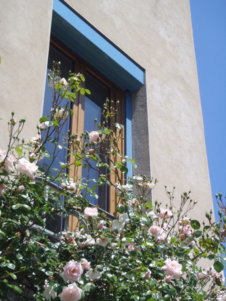 Des roses rose pâle grimpent le long d'une fenêtre à encadrement bleu et mur beige, sous un ciel d'un bleu limpide.