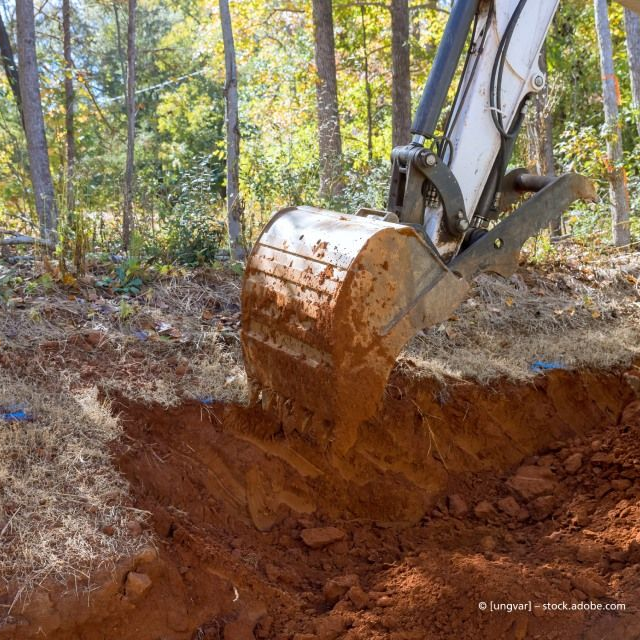 Unser Experte beschäftigt sich mit der Baumfällung in Werdau