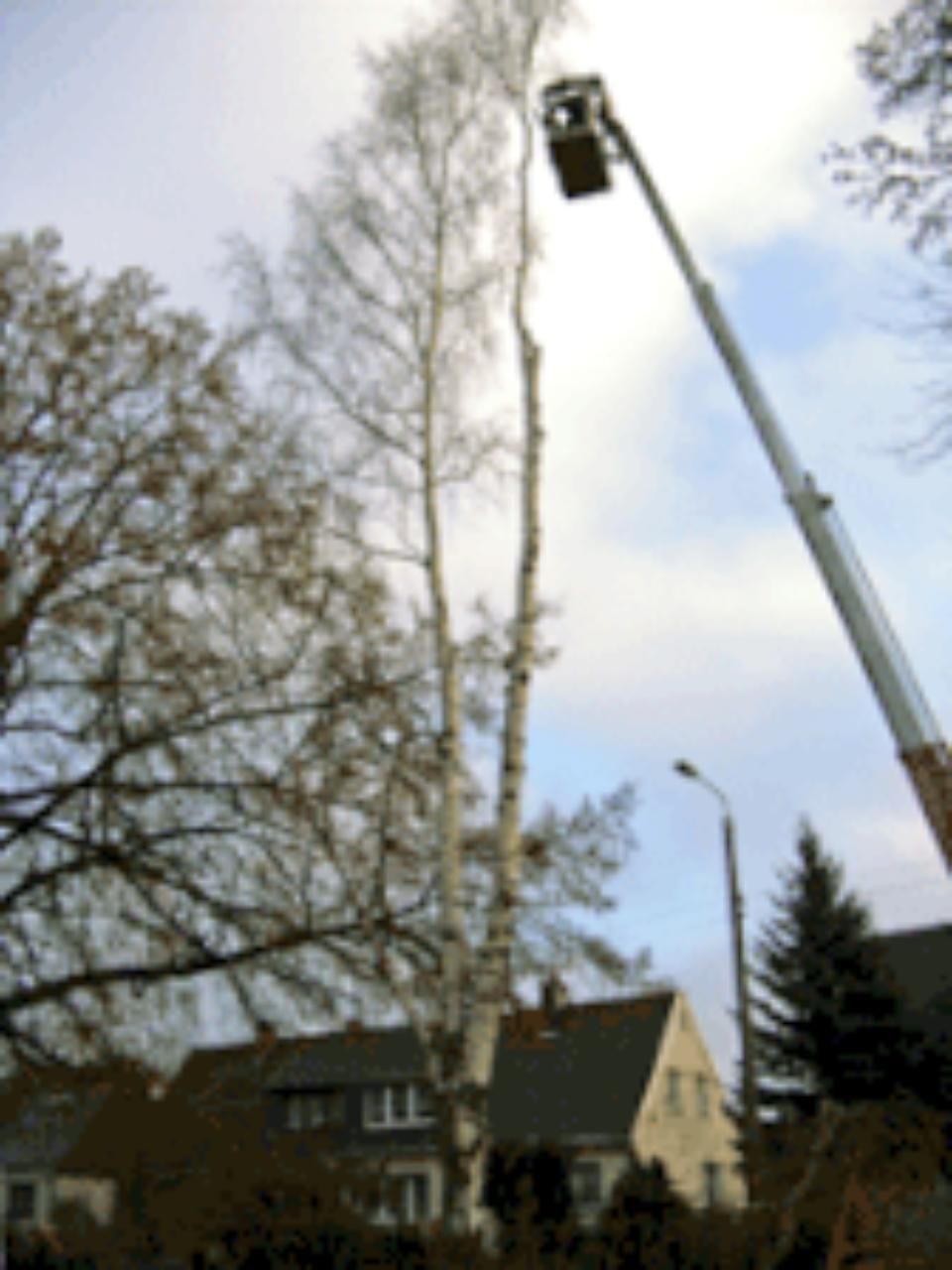 Henkler Garten- und Landschaftsbau - Baukran im Einsatz während einer Baumfällung