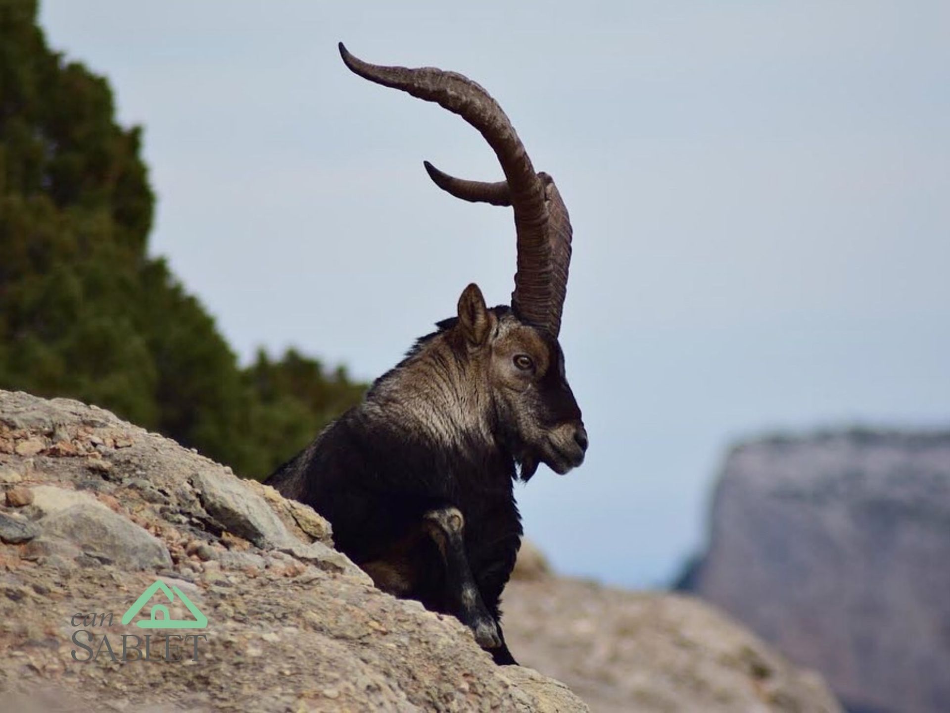 Cabra de muntanya amb grans banyes corbades en un vessant rocós.
