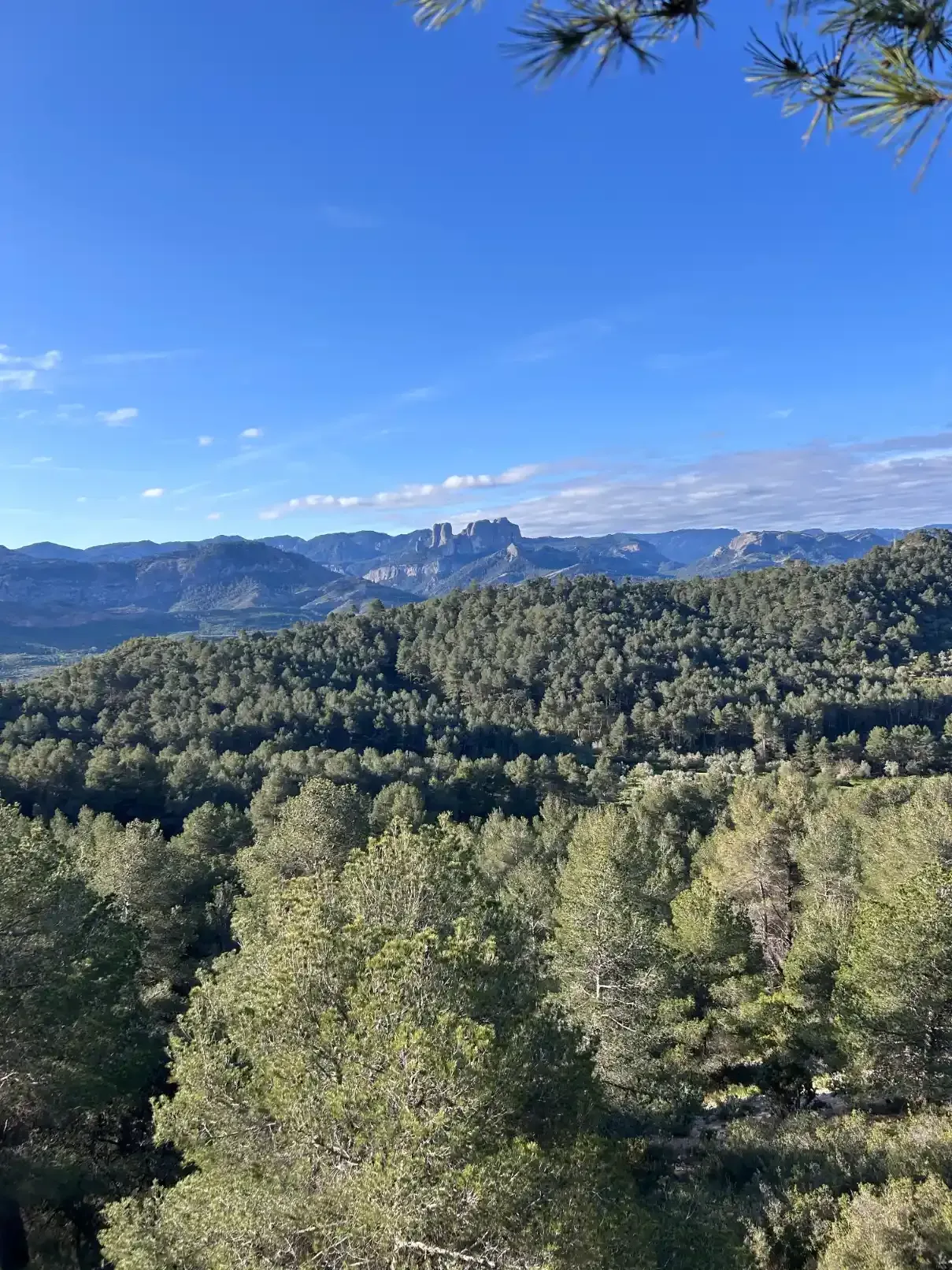 Vast paisatge forestal sota un cel blau brillant; muntanyes visibles en la distància.