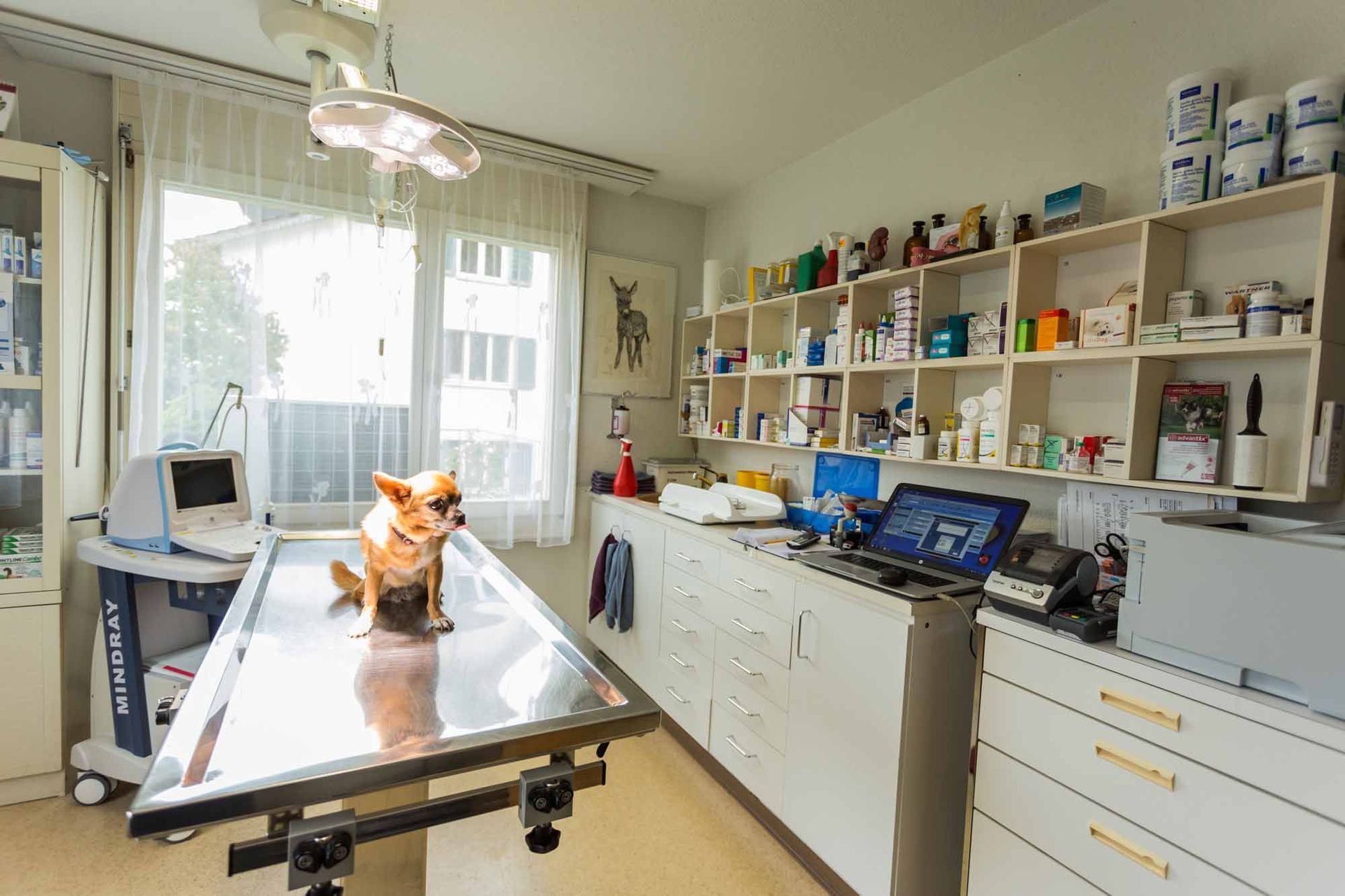 Impfungen & Entwurmungen - Kleintierpraxis Rapp - Urdorf