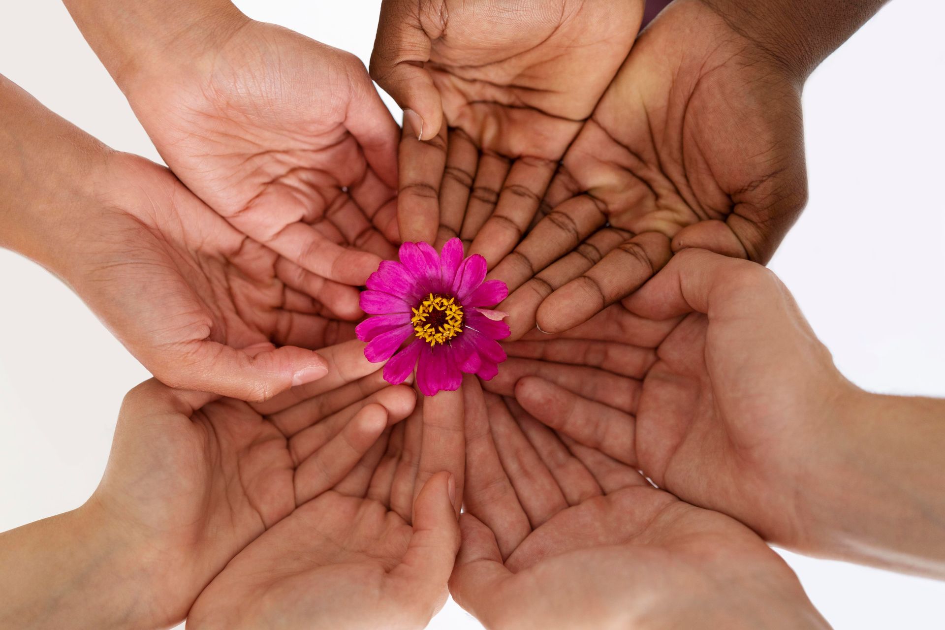 Manos de distintos tonos de piel ahuecadas alrededor de una flor rosa, simbolizando unidad y cuidado.