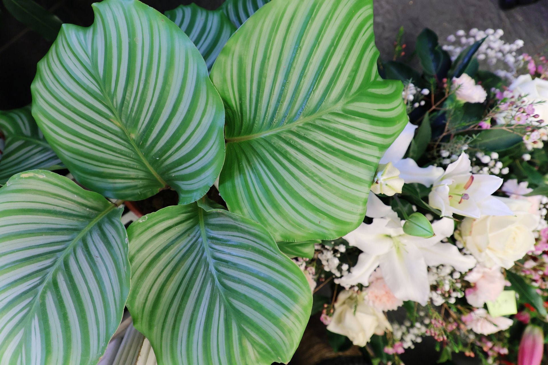 Plantes vertes et fleurs